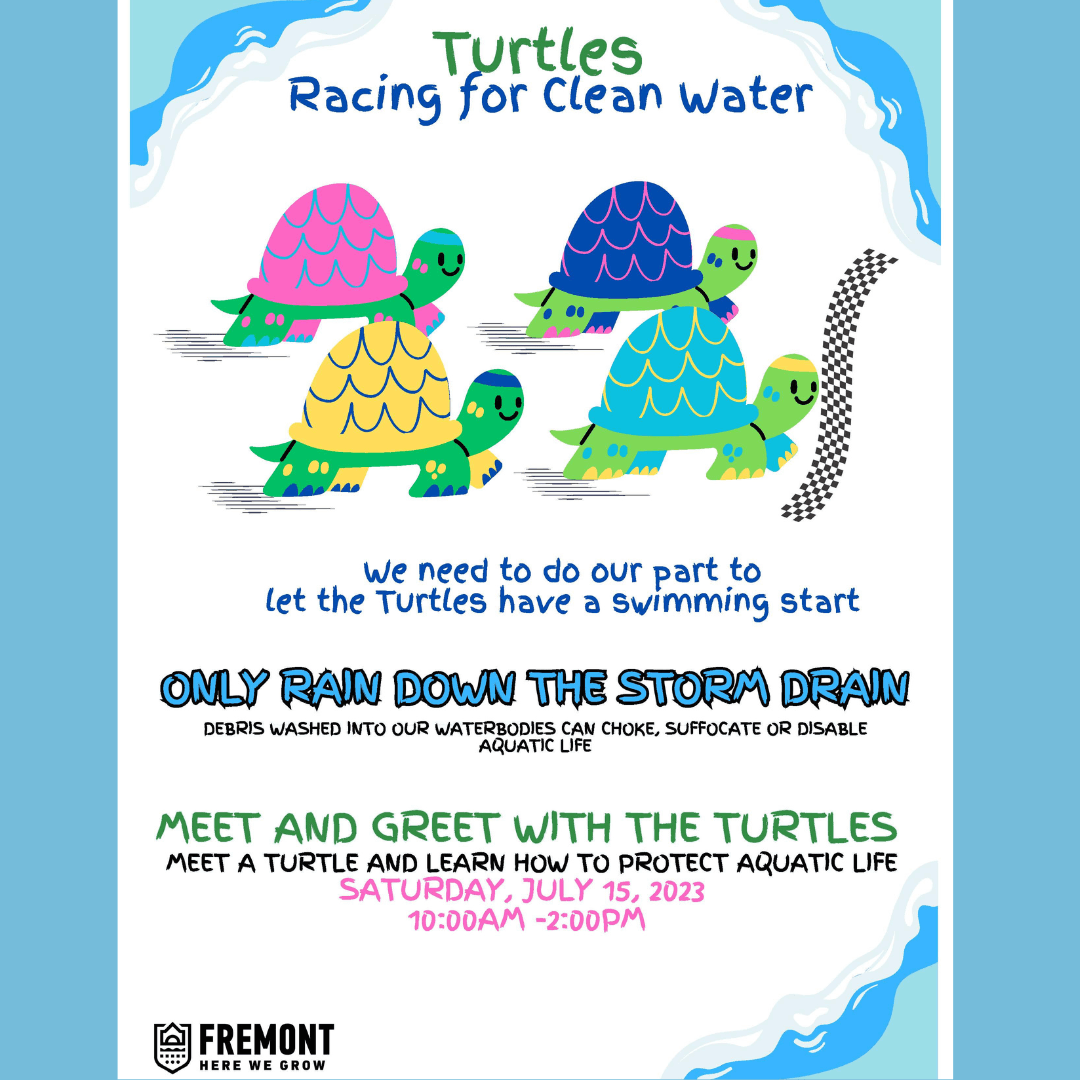 Turtle Races JCF 2023